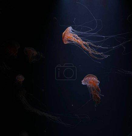Quallen im Aquarium, Unterwasserfauna
