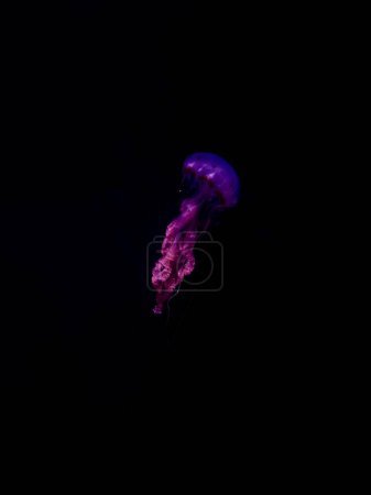 méduses en aquarium, faune sous-marine