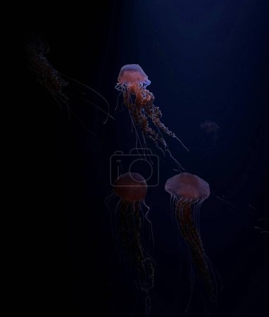 Quallen im Aquarium, Unterwasserfauna
