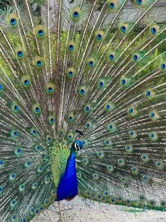 peacock with a beautiful open feathers