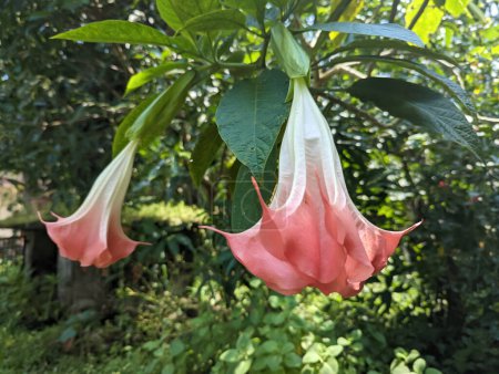 Photo for Pink brugmansia flowers also called as angels trumpets flowers hanging down and blooming in the green garden during summer - Royalty Free Image