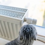 A striped cat touches his nose to the body adjustment knob of the heating radiator near the window.