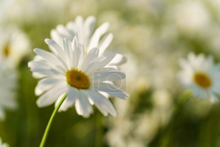 Photo for Focus in the foreground on a chamomile flower close-up. - Royalty Free Image