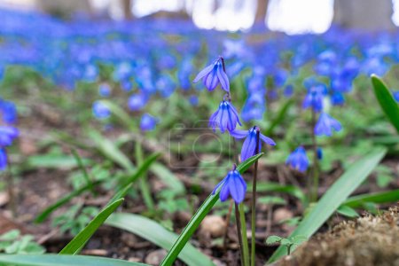 Téléchargez les photos : Close-up of the flower of the blue prolesca Scylla Siberica, blooming in late March - early April - en image libre de droit