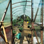 Flower seedlings, watering cans and garden tools through the open door of the greenhouse.