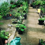Pots with ornamental, flowering and edible plants, garden tools and watering cans inside the greenhouse.