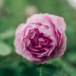 Close-up soft focus on pink English rose flower.
