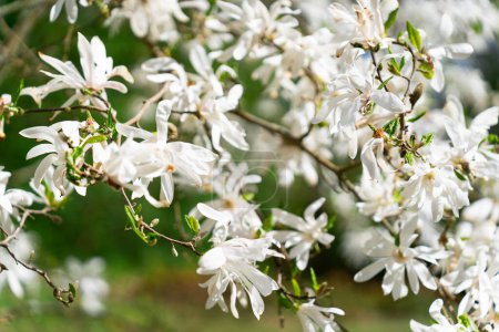 Foto de Magnolia stellata, a veces llamada la magnolia estelar, es un arbusto de crecimiento lento o pequeño árbol nativo de Japón. Lleva flores grandes, llamativas, blancas o rosadas a principios de primavera, antes de que sus hojas se abran. - Imagen libre de derechos