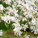 Magnolia stellata, sometimes called the star magnolia, is a slow-growing shrub or small tree native to Japan. It bears large, showy white or pink flowers in early spring, before its leaves open