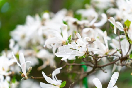 Photo for A lushly blooming Magnolia stellata or star magnolia tree in a starry spring. Magnolia stellata Siebold and Zucc. Maxim. - Royalty Free Image