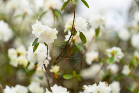 Photo for Close-up of white rhododendron flowers April Snow - Royalty Free Image