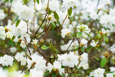 Photo for Rhododendron bush with white terry flowers April snow in spring during flowering. - Royalty Free Image
