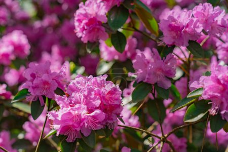 Photo for Flowers of Rhododendron PJ Mezitt blooming in may. - Royalty Free Image