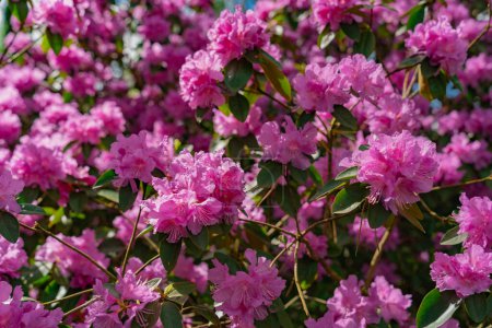 Photo for Rhododendron PJ Mezitt Elite with bright purple flowers. - Royalty Free Image