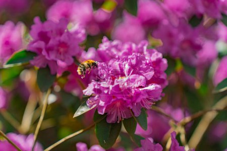 Photo for Close-up of a bee pollinating a pink flower Rhododendron PJ Mezitt. - Royalty Free Image