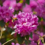 Close-up of a bee pollinating a pink flower Rhododendron PJ Mezitt.