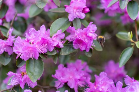 Photo for Purple-pink flowers Rhododendron PJ Mezitt blooming in may. - Royalty Free Image