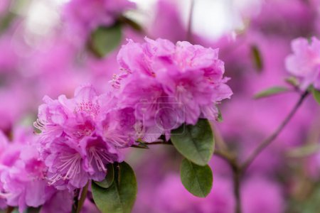 Photo for Selective focus on rhododendron PJ Mezitt branch blooming with bright pink flowers. - Royalty Free Image