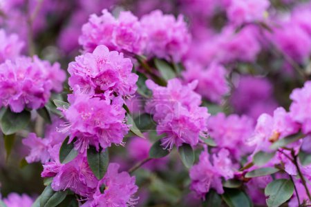 Photo for Close-up of the flowering rose bush Rhododendron PJ Mezitt. - Royalty Free Image