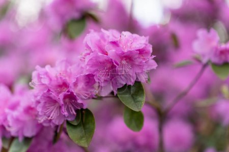 Photo for Focus in the foreground on the lushly blooming rhododendron branch PJ Mezitt with purple-pink flowers. - Royalty Free Image