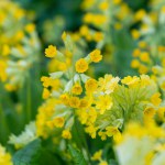 close-up of yellow flowers Primula macrocalyx is a perennial herbaceous plant, a species of the genus Primrose Primula of the family Primulaceae Primulacea.