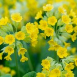 close-up of inflorescence of yellow flowers Primula macrocalyx is a perennial herbaceous plant, a species of the genus Primrose Primula of the family Primulaceae Primulacea.