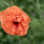 A poppy is a flowering plant in the subfamily Papaveroideae of the family Papaveraceae. Poppies are herbaceous plants, often grown for their colourful flowers.