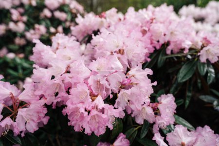 Photo for Flowering pink Rhododendron principis is an evergreen shrub growing 2 to 6 m tall with leathery leaves and pink flowers. - Royalty Free Image