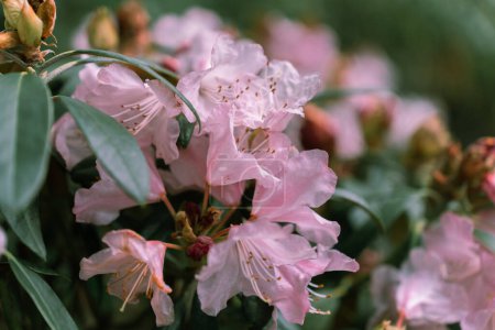 Photo for Pink flowers and green leaves of Rhododendron principis is an evergreen shrub growing 2 to 6 m tall with leathery leaves and pink flowers. - Royalty Free Image