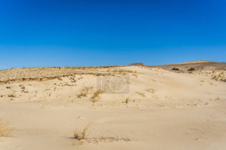 Téléchargez les photos : Les dunes grises, ou les dunes mortes sont des collines sablonneuses avec un peu de points verts sur le côté lituanien de la flèche de Courlande. - en image libre de droit