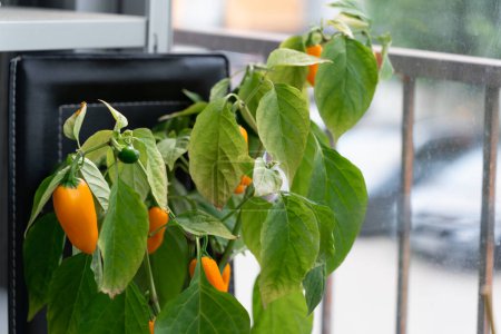 Primer plano de un arbusto de chiles picantes NuMex Pumpkin Spice Chili con frutas amarillas, cultivadas en casa en el balcón.