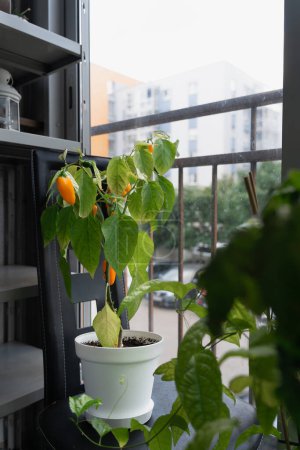 Photo for Hot chili pepper bush NuMex Pumpkin Spice Chili in a white pot grown at home on the balcony. - Royalty Free Image