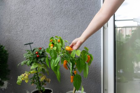 Photo for A woman plucks the fruit of hot chili peppers grown in a balcony garden. - Royalty Free Image