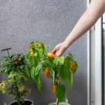A woman plucks the fruit of hot chili peppers grown in a balcony garden.