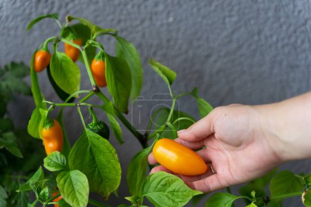 Photo for A woman harvests hot chili peppers NuMex Pumpkin Spice Chili grown at home in the balcony garden. - Royalty Free Image