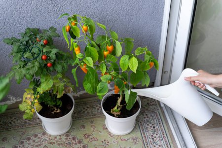 Foto de Una mano de mujer vierte verduras frescas, tomates cherry y chiles picantes cultivados en el balcón desde una regadera. - Imagen libre de derechos