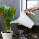 A woman watering hot chili peppers grown on the balcony from a watering can, the cat watches the process.