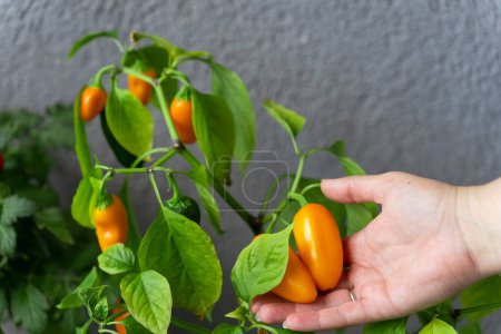 Photo for A woman harvests hot chili peppers NuMex Pumpkin Spice Chili grown at home on the balcony. - Royalty Free Image