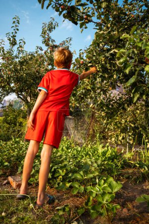 Rückansicht eines Jungen, der im Garten eines Dorfhauses mit der Hand den Apfel von einem Apfelbaum pflückt.