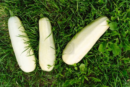 Photo for The harvest of white zucchini or marrow lies on the green grass in the garden. - Royalty Free Image