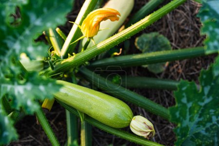 Photo for Young zucchini fruit with a flower growing on a bush in a farmers garden. - Royalty Free Image