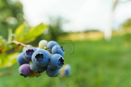 Photo for Shallow depth of field on bunches of blueberries on a bush growing in a village garden. - Royalty Free Image