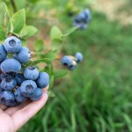 A bunch of ripe blueberries on a branch in a womans hand.