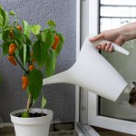 A woman watering a bush of hot chili peppers NuMex Pumpkin Spice Chili grown on the balcony in a pot from a watering can.