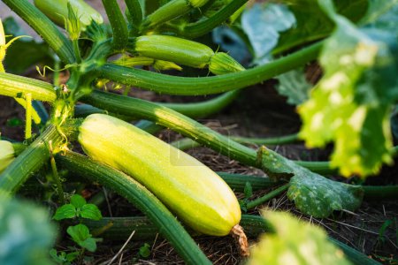 Photo for Bush of young zucchini marrow in the garden. - Royalty Free Image