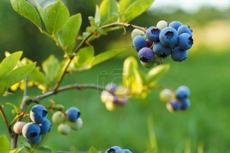 Photo for Bunches of blueberries of varying degrees of maturity on a bush in sunlight. - Royalty Free Image