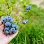 A woman's hand holds a branch with blueberries in an orchard.