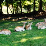 A group of fallow deer resting on the grass in the shade of trees.