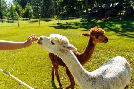 Foto de Humano alimenta una alpaca de sus manos en una granja de alpaca. - Imagen libre de derechos