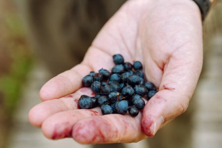 Photo for A man's hand with a handful of freshly picked wild blueberries. - Royalty Free Image